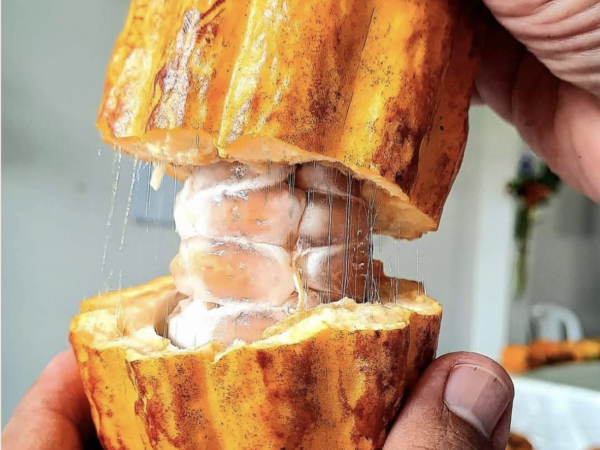 MUCÍLAGO DE CACAO