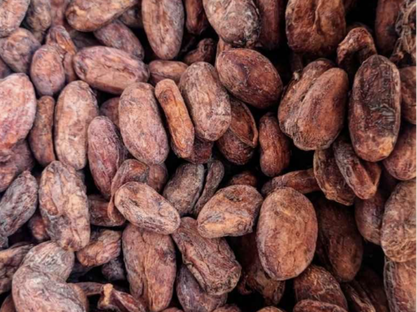 GRANO DE CACAO SECO – FINO DE AROMA