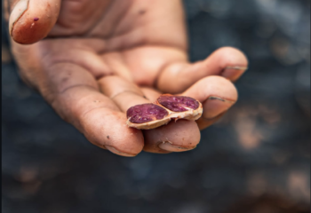 5 Beneficios del Cacao para tu Salud que la Ciencia Confirma