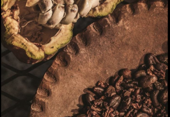 CACAO EN POLVO, NIBS, MANTECA O PASTA: ¿CUÁL ELEGIR?