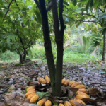 DEL ÁRBOL A TU MESA: LA IMPORTANCIA DE ELEGIR CACAO RESPONSABLE