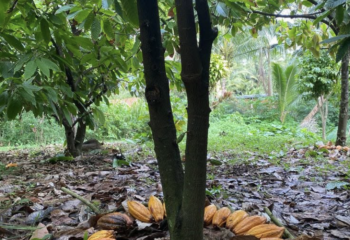 DEL ÁRBOL A TU MESA: LA IMPORTANCIA DE ELEGIR CACAO RESPONSABLE